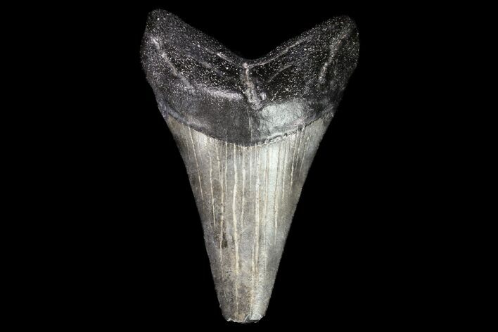 Large, Fossil Mako Shark Tooth - Georgia #75284